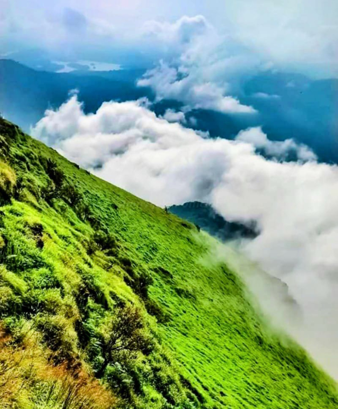 ವಾಲಿಕುಂಜ ಸಸ್ಯಕಾಶಿಯ ಸೌಂದರ್ಯ ಸವಿಯಲು ಬನ್ನಿ…