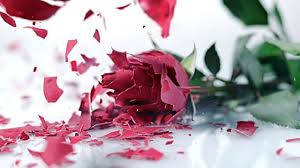 ಪ್ರೀತಿ ಎಂಬ ಮಾಯೆಯೊಳಗೆ ಸಿಲುಕಿ....