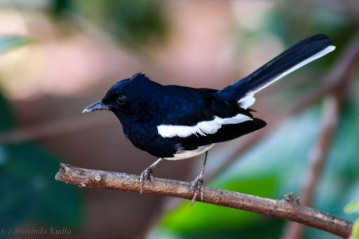 ಮನೆಯಂಗಳದಲ್ಲಿ ಕಂಡು ಬರುವ ಮಡಿವಾಳ ಹಕ್ಕಿ