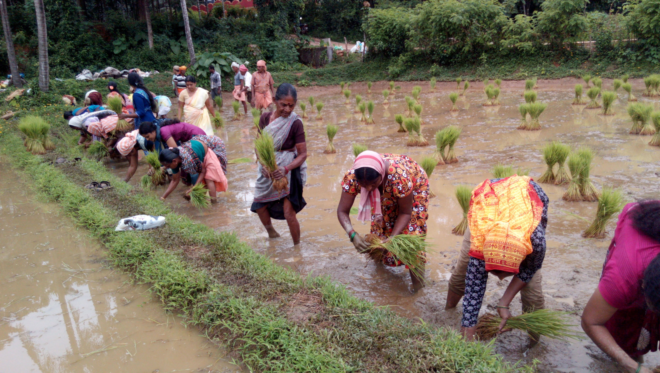 ಅನ್ನದ ಕೃಷಿಗೆ ಸಾಂಘಿಕ ಸ್ಪರ್ಶ