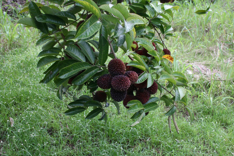 ನಾಲಗೆ ಗೆಲ್ಲಬಲ್ಲ ಪುಲಾಸಾನ್