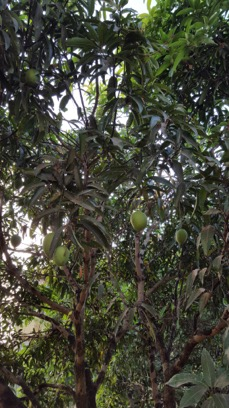 ಇಶಾಡು ಮಾವಿಗೆ ಕೆನರೀಸ್ ಕಾಯಕಲ್ಪ !