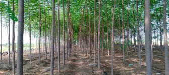 ಹೆಬ್ಬೇವು - ಉತ್ತಮ ಬೇಡಿಕೆಯ ಮರ.