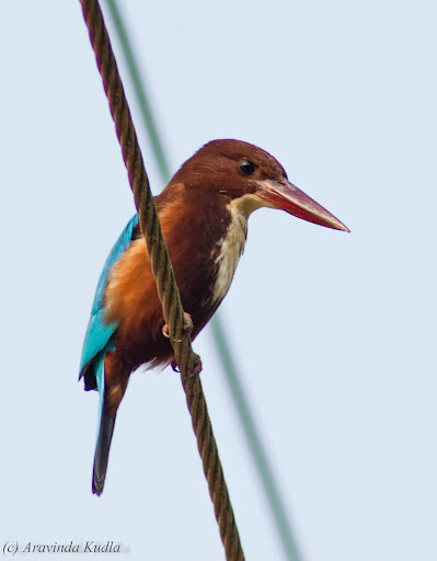 ಮಳ್ಳಿಯಲ್ಲ ಈ ಗದ್ದೆ ಮಿಂಚುಳ್ಳಿ !	