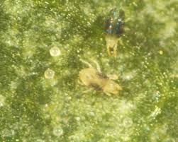 ಬಿಸಿಲಿನ ಶಾಖ ಮತ್ತು ಮೈಟ್ ಹಾವಳಿ