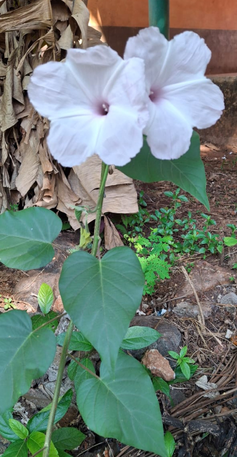 ನಿಷ್ಪಾಪಿ ಸಸ್ಯಗಳು (ಭಾಗ ೮೯) - ಮಾರ್ನಿಂಗ್ ಗ್ಲೋರಿಯಾ