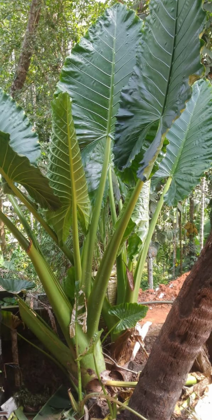 ನಿಷ್ಪಾಪಿ ಸಸ್ಯಗಳು (ಭಾಗ ೯೮) - ಮೂಂಡಿ ಗಿಡ