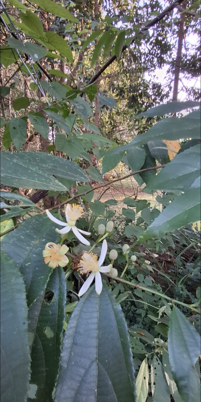 ನಿಷ್ಪಾಪಿ ಸಸ್ಯಗಳು (ಭಾಗ ೧೩೦) - ಮುರಿಗೆ ಸಸ್ಯ