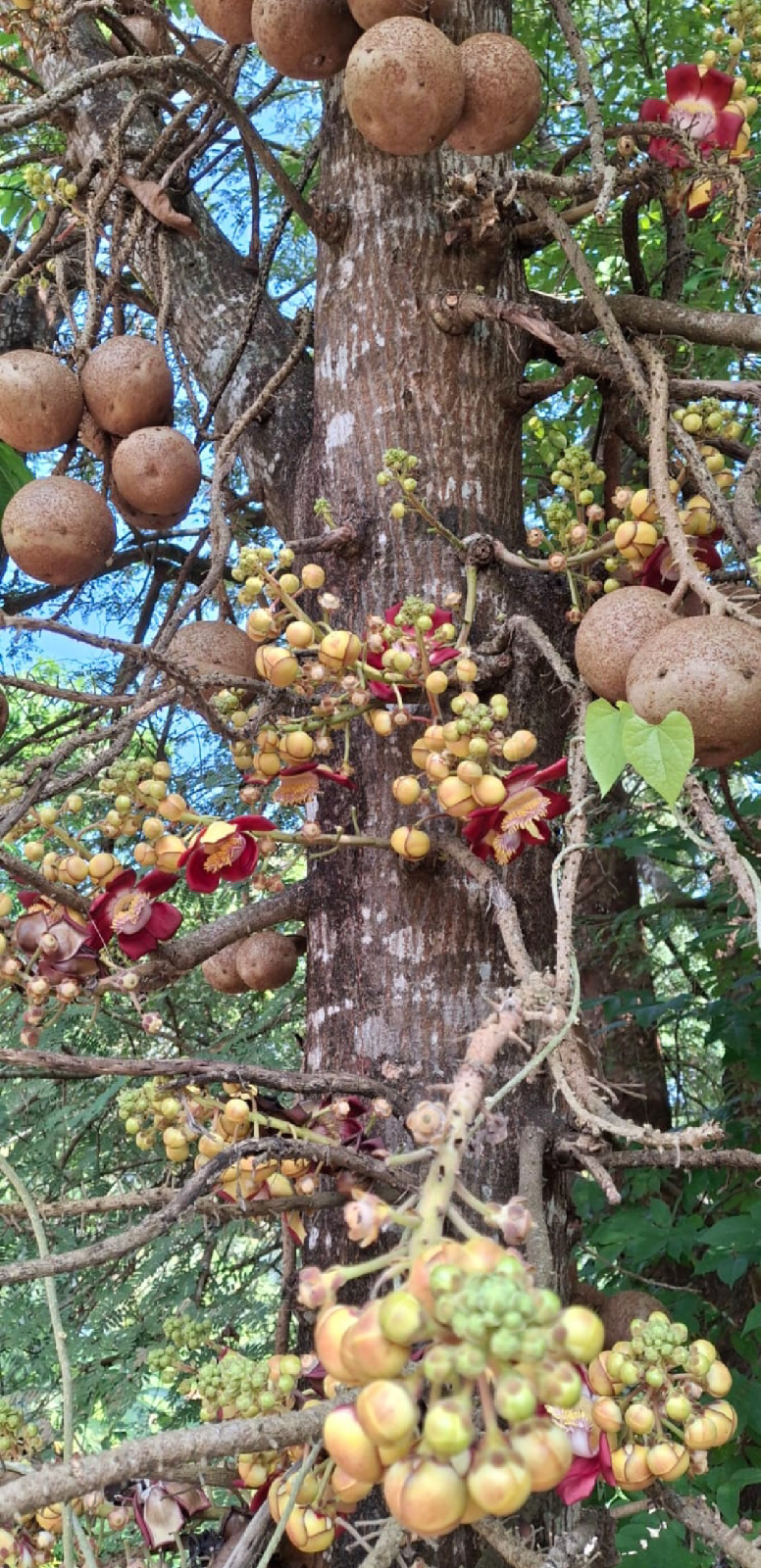 ನಿಷ್ಪಾಪಿ ಸಸ್ಯಗಳು (ಭಾಗ ೧೧೦) - ನಾಗಲಿಂಗ ಪುಷ್ಪ ಮರ