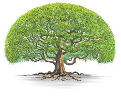 ಸ್ಟೇಟಸ್ ಕತೆಗಳು (ಭಾಗ ೧೫೩೫) - ಮರ