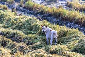 ಮೆದೆಯ ಮೇಲೆ ನಾಯಿ