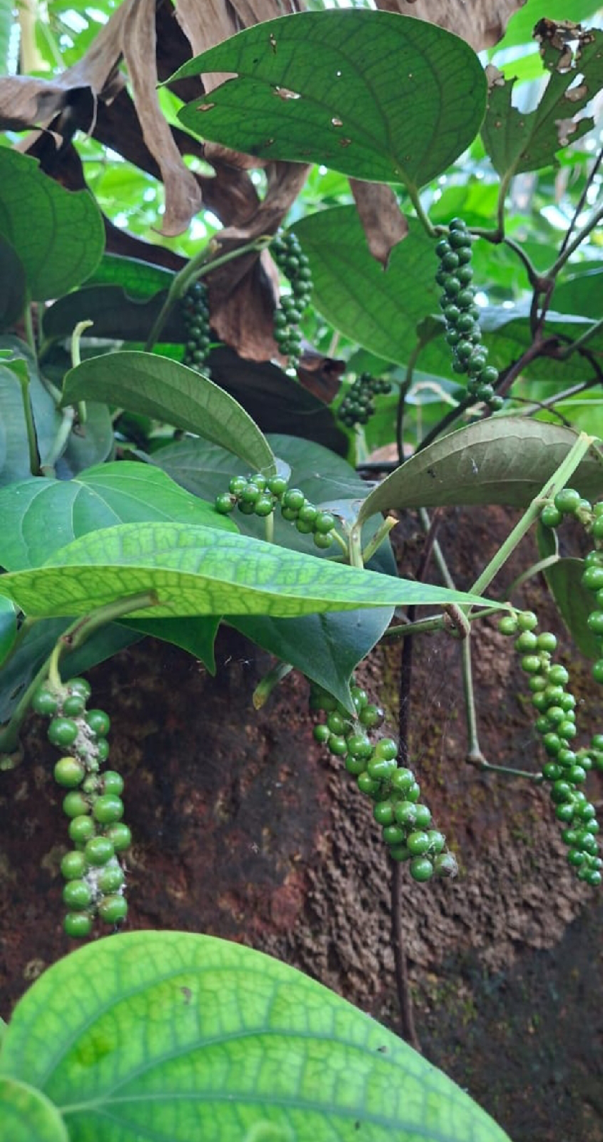 ನಿಷ್ಪಾಪಿ ಸಸ್ಯಗಳು (ಭಾಗ ೧೧೮) - ಕರಿಮೆಣಸಿನ ಬಳ್ಳಿ