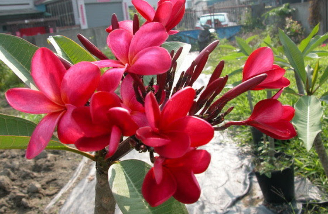 ನಿಷ್ಪಾಪಿ ಸಸ್ಯಗಳು (ಭಾಗ ೧೪೩) - ಗೋ ಸಂಪಗೆ ಗಿಡ