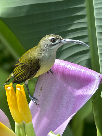 ಸ್ಪೈಡರ್ ಹಂಟರ್ ಈ ಬಾಳೆ ಗುಬ್ಬಿ !