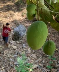 ಸ್ಟೇಟಸ್ ಕತೆಗಳು (ಭಾಗ ೧೬೩೦) - ಕಲ್ಲೇಟು