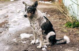 ಸಾಂಕೇತಿಕವಾಗಿ ನಾಯಿಗಳು ಯಾರು ?