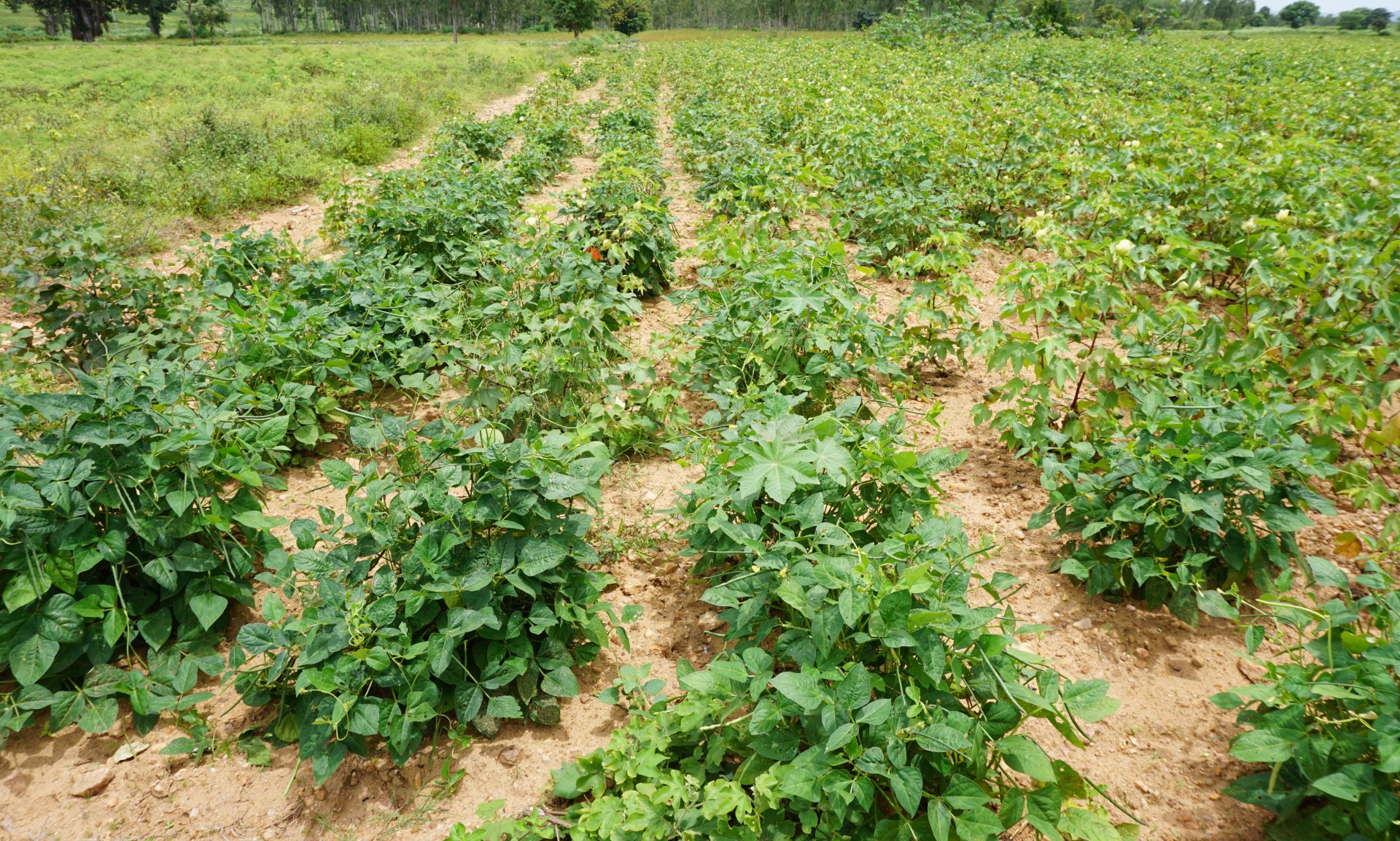 ಅಲಸಂಡೆ ಬೆಳೆಯಲ್ಲಿ ಸಸ್ಯ ಹೇನು ನಿಯಂತ್ರಣ