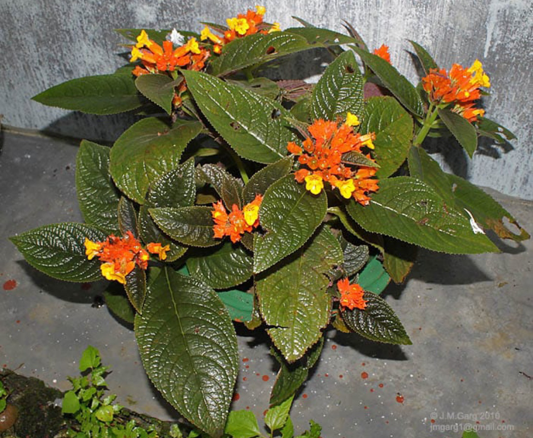 ನಿಷ್ಪಾಪಿ ಸಸ್ಯಗಳು (ಭಾಗ ೧೩೬) - ತಾಮ್ರಪತ್ರೆ ಗಿಡ