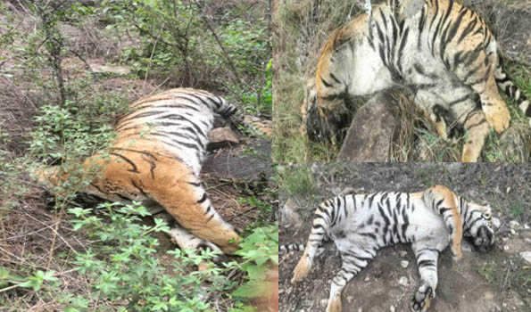 ನಾವೇ ಹುಲಿ ಜಾಗದಲ್ಲಿದ್ದೇವೆ