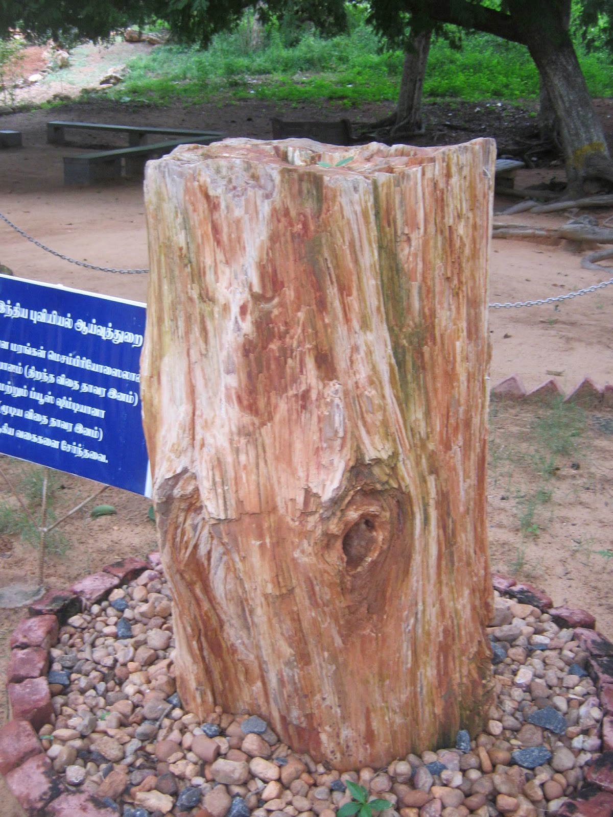 ಕಲ್ಮರ ಎಂಬ ಹಳೆಯ ಮರದ ಪಳೆಯುಳಿಕೆ