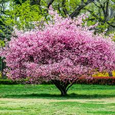 ಒಂದು ಗಝಲ್
