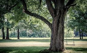 ಸ್ಟೇಟಸ್ ಕತೆಗಳು (ಭಾಗ ೧೪೧೨) - ಅಳು ಯಾಕೆ?