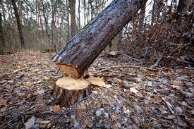 ಸ್ಟೇಟಸ್ ಕತೆಗಳು (ಭಾಗ ೧೪೭೦) - ಆ ಮರ