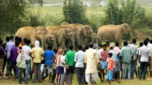 ವನ್ಯಜೀವಿ ಸಂಘರ್ಷ: ಸಾವು ತುಸು ಇಳಿಕೆ ಸಮಾಧಾನಕರ